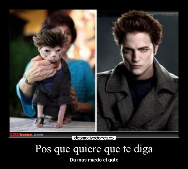 carteles gato desmotivaciones