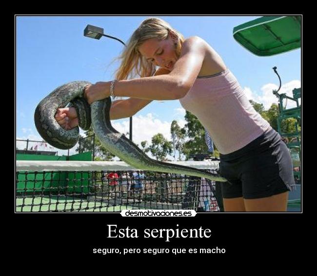 Esta serpiente - seguro, pero seguro que es macho