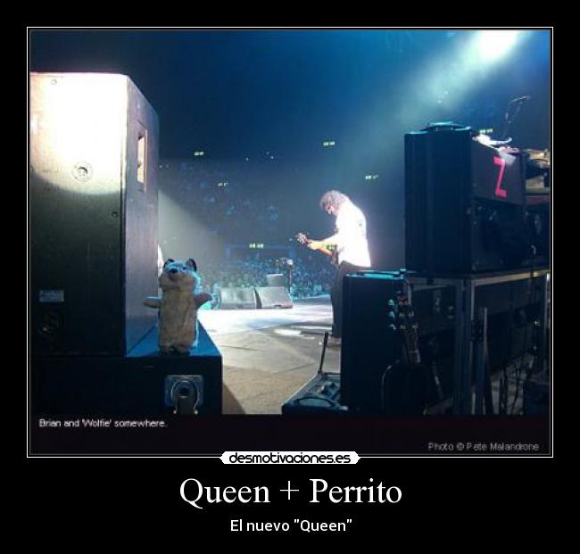 Queen + Perrito - El nuevo Queen