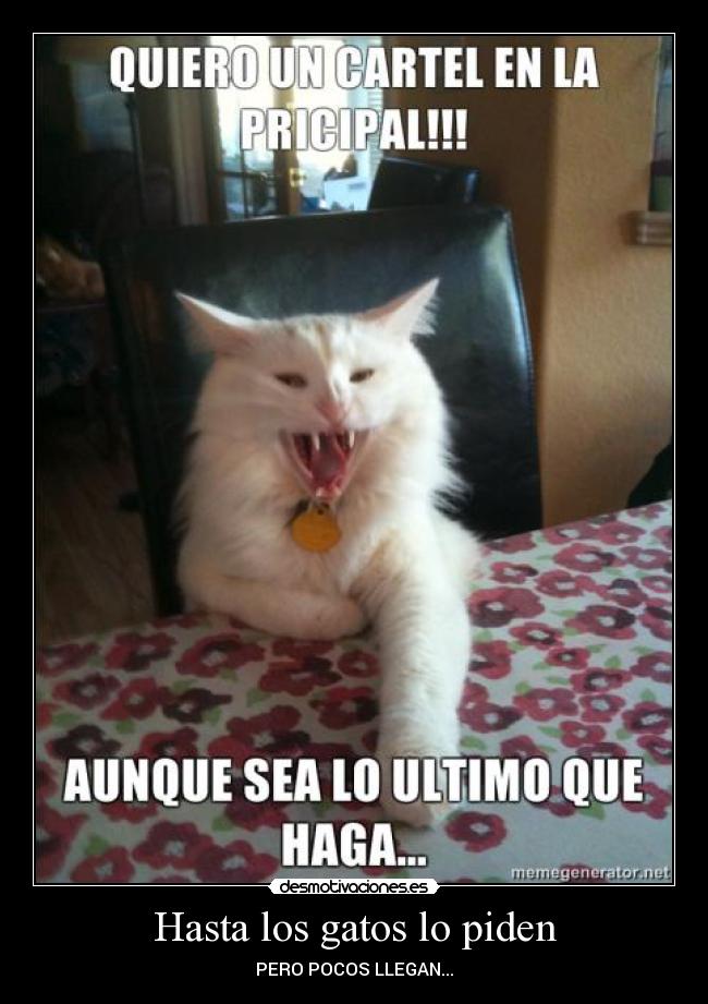 Hasta los gatos lo piden - PERO POCOS LLEGAN...