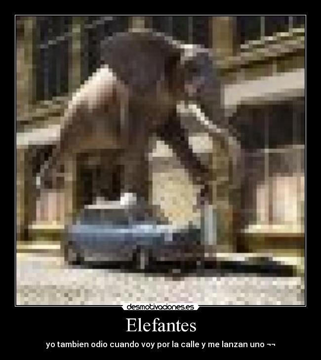 Elefantes - 