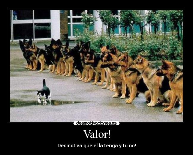 Valor! -