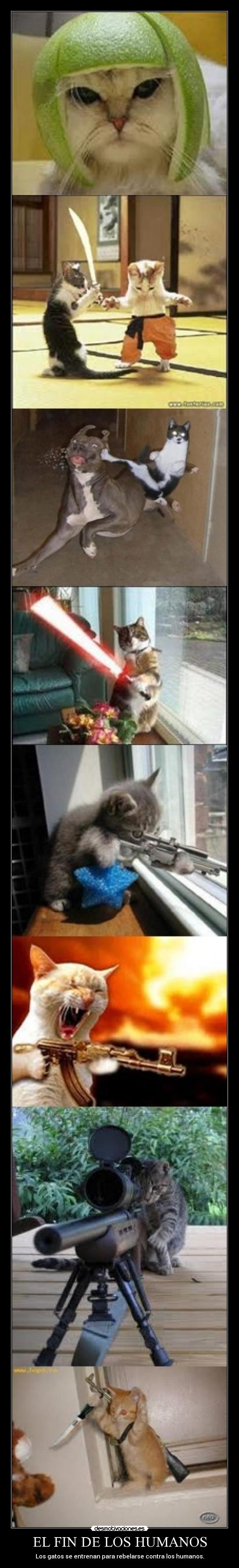 EL FIN DE LOS HUMANOS - Los gatos se entrenan para rebelarse contra los humanos.