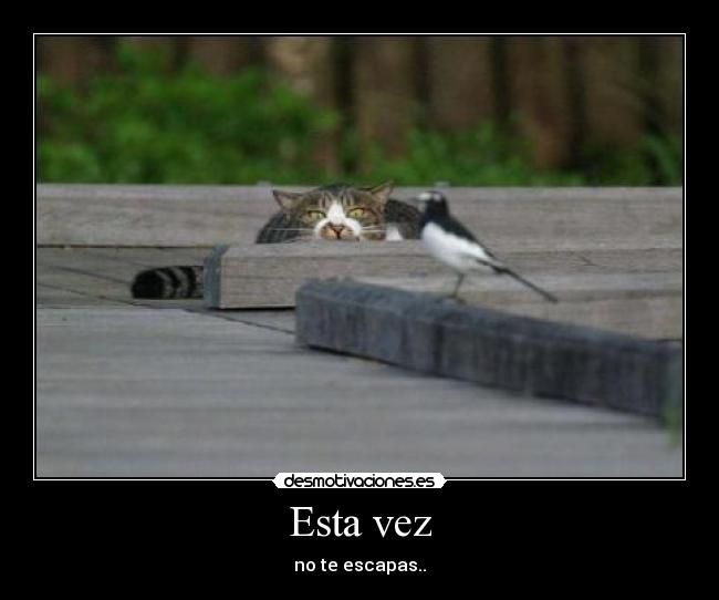 Esta vez - no te escapas..