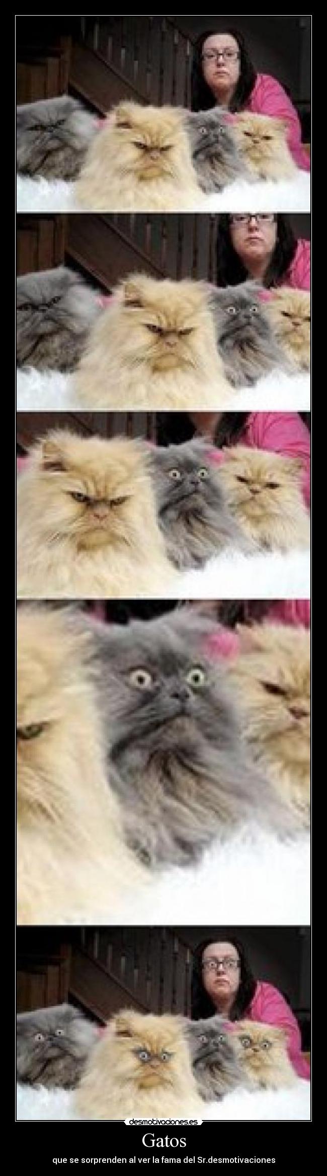 carteles gatos lol desmotivaciones