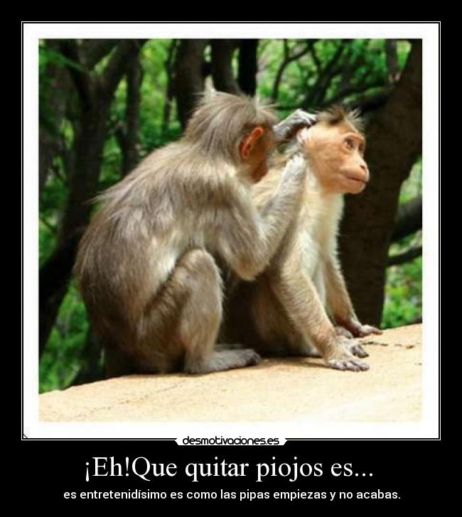 ¡Eh!Que quitar piojos es... -