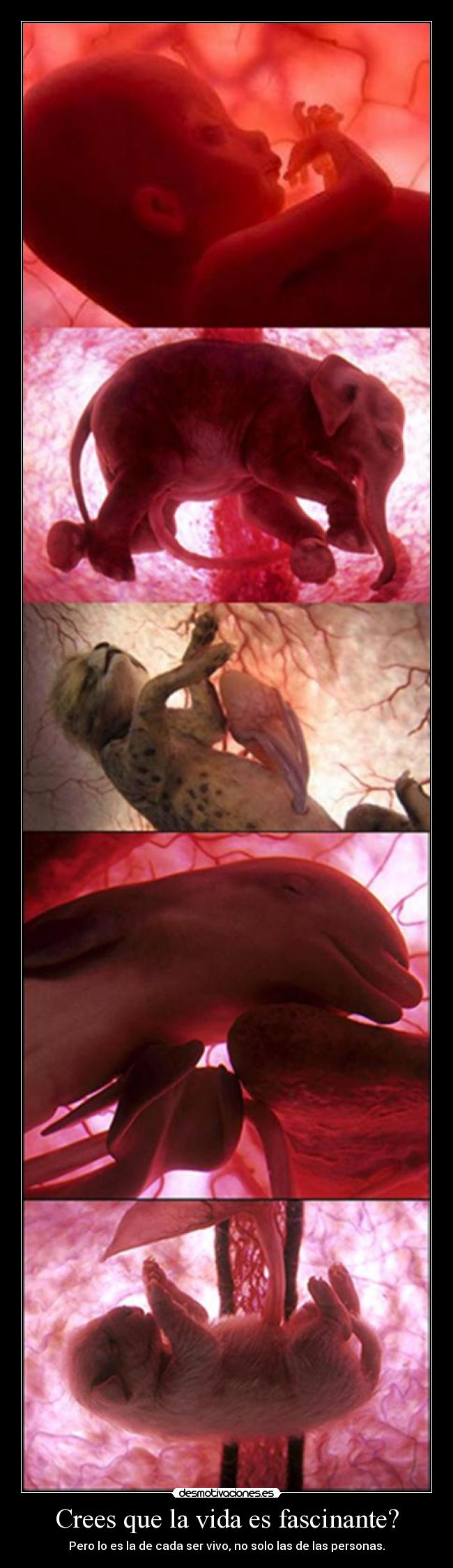 Crees que la vida es fascinante? -