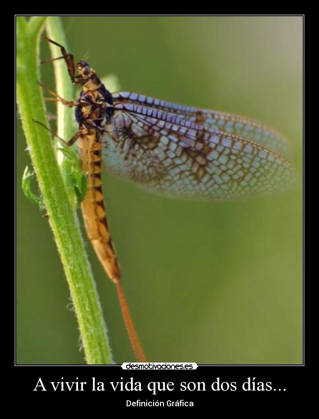 A vivir la vida que son dos días... -