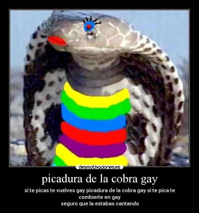 picadura de la cobra gay -