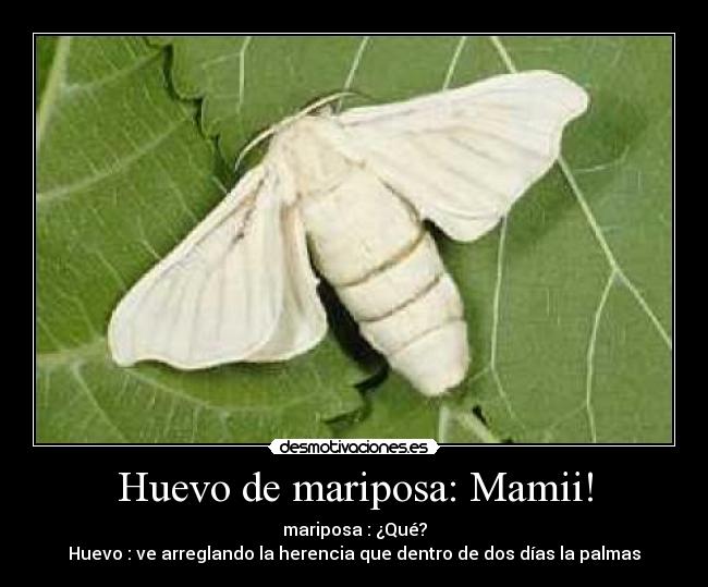 Huevo de mariposa: Mamii! - mariposa : ¿Qué?
Huevo : ve arreglando la herencia que dentro de dos días la palmas