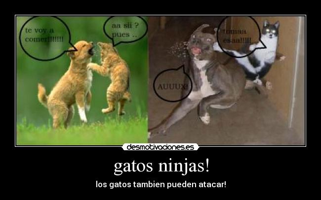 gatos ninjas! -