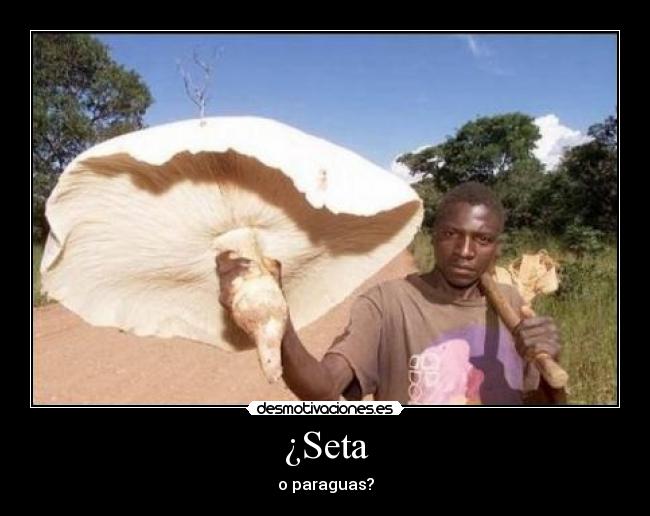 ¿Seta - 