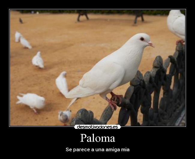 Paloma - Se parece a una amiga mia