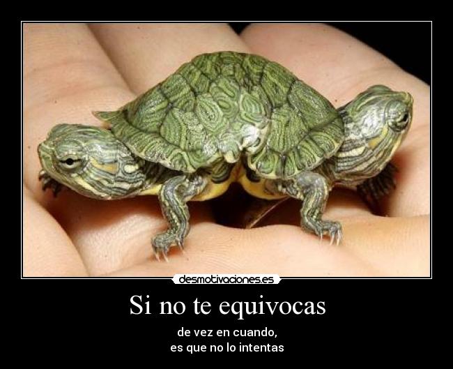 Si no te equivocas -