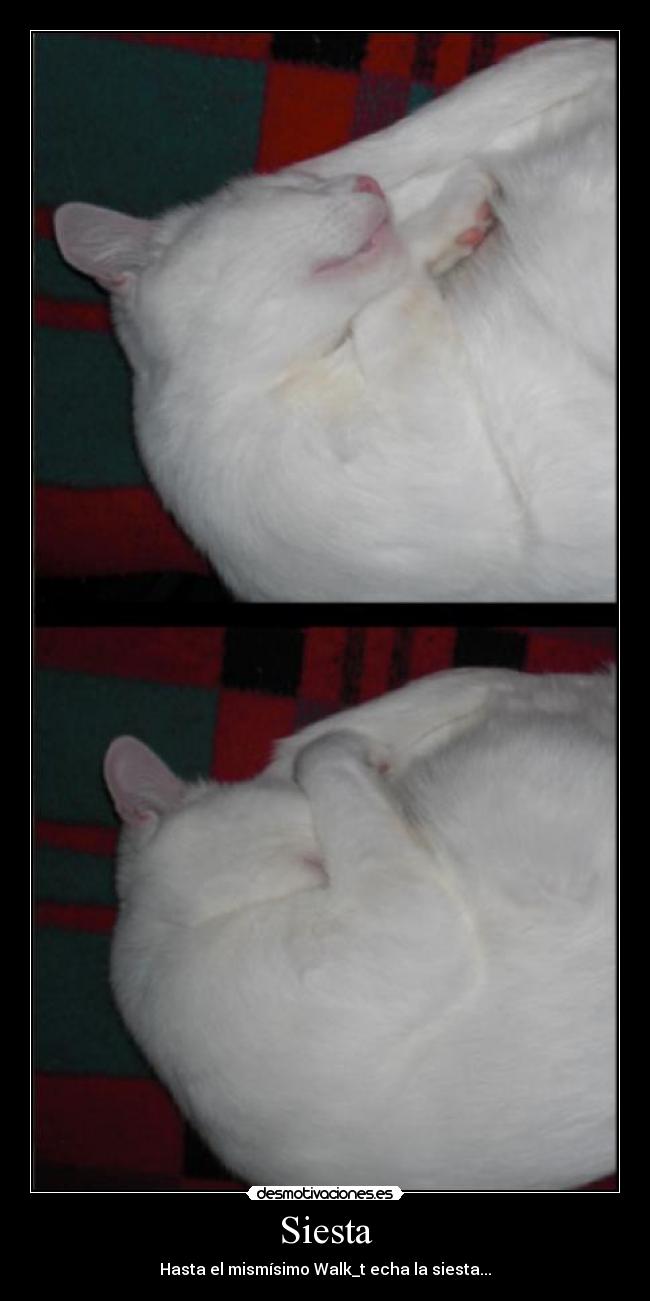 Siesta - Hasta el mismísimo Walk_t echa la siesta...