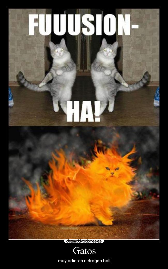 Gatos - muy adictos a dragon ball