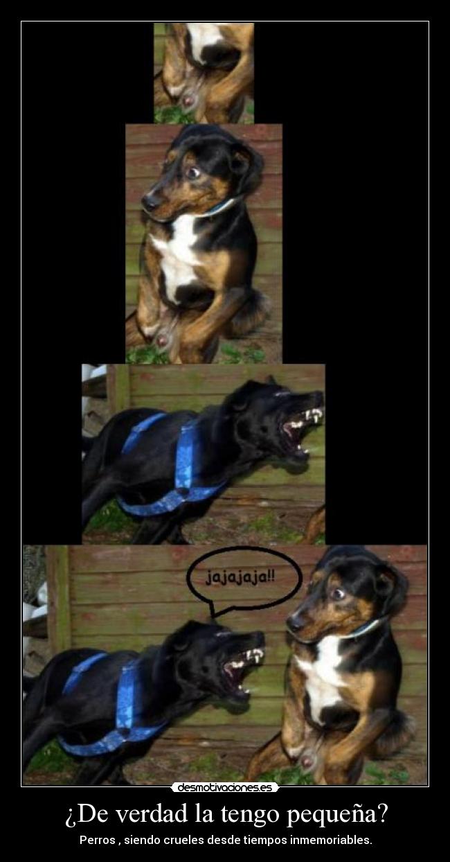 ¿De verdad la tengo pequeña? - Perros , siendo crueles desde tiempos inmemoriables.