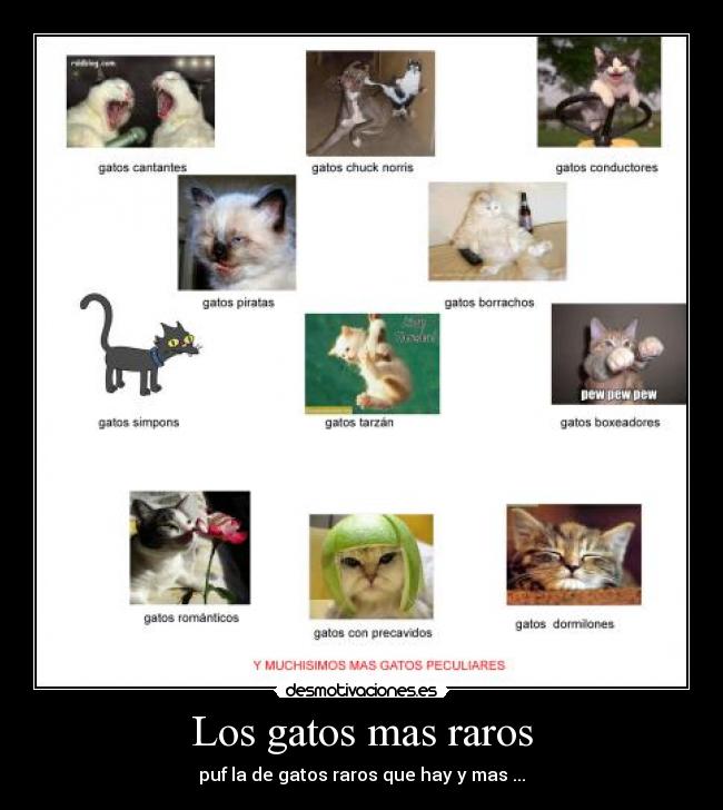 Los gatos mas raros - puf la de gatos raros que hay y mas ...