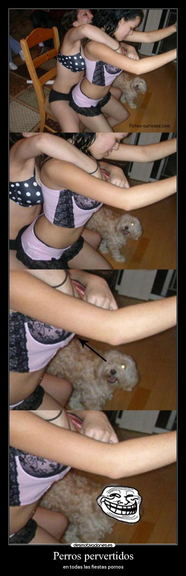 Perros pervertidos - en todas las fiestas pornos