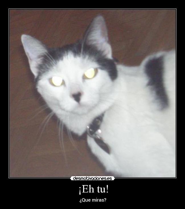 carteles gato desmotivaciones