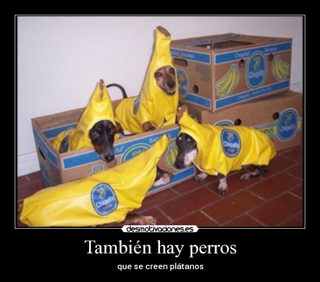 También hay perros - 