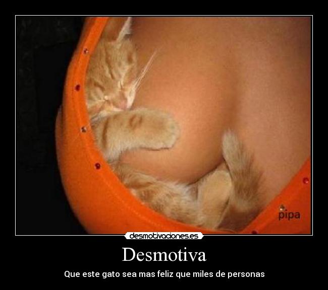 Desmotiva - Que este gato sea mas feliz que miles de personas
