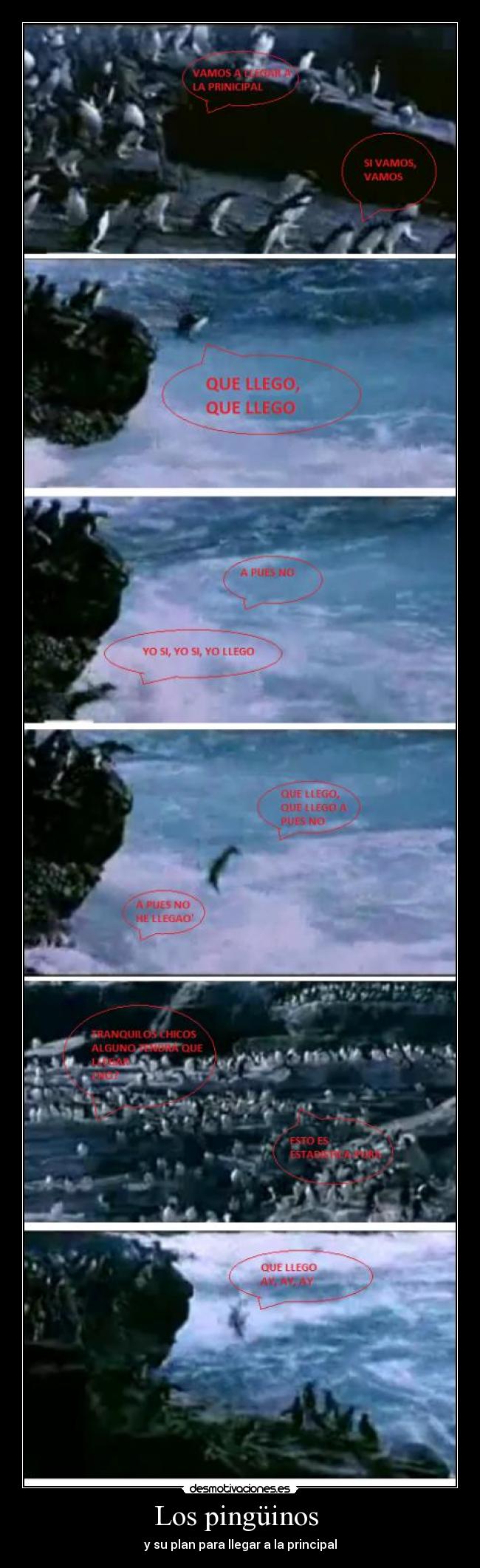 Los pingüinos  - y su plan para llegar a la principal