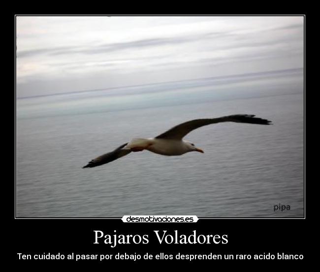Pajaros Voladores - Ten cuidado al pasar por debajo de ellos desprenden un raro acido blanco