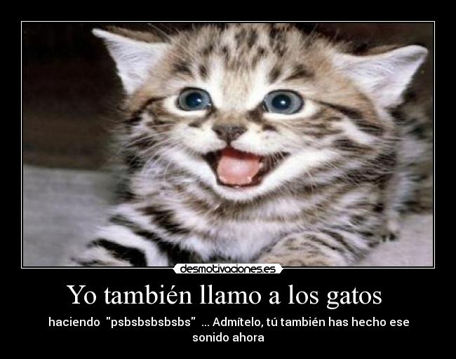 Yo también llamo a los gatos  - 