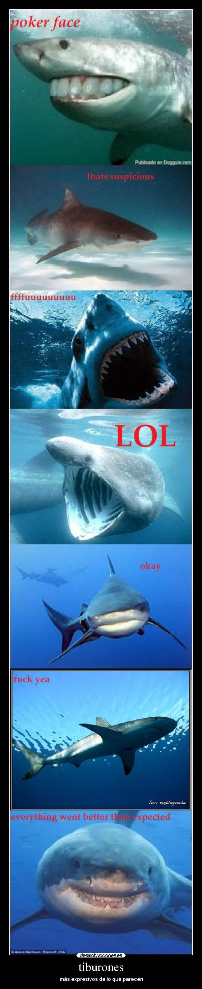 tiburones -