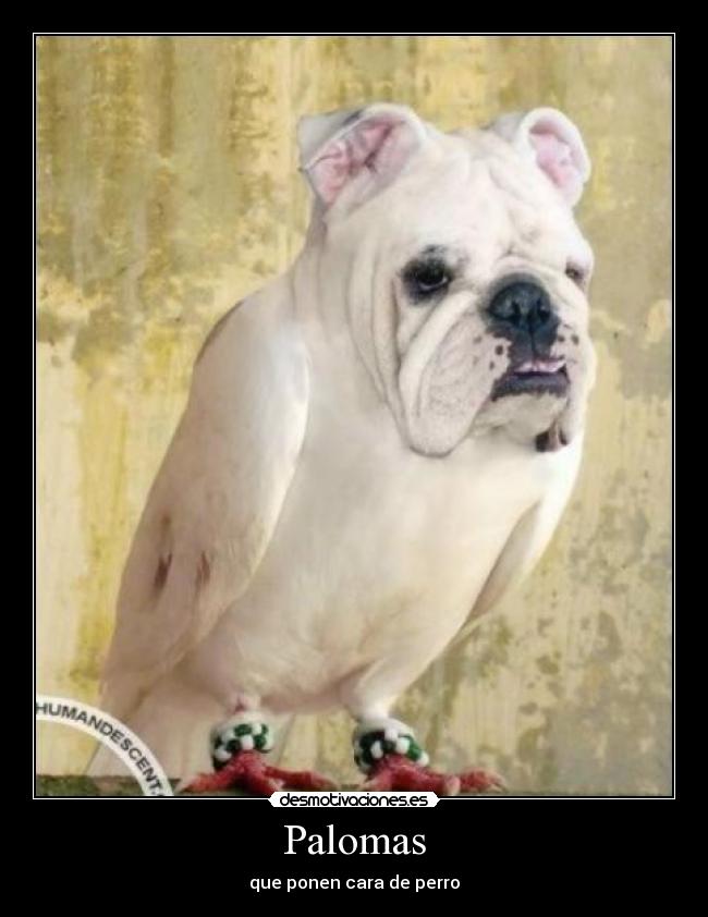 Palomas - que ponen cara de perro