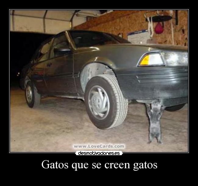 Gatos que se creen gatos -