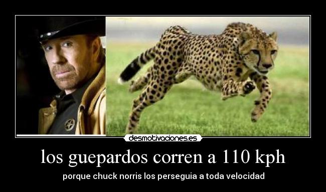 los guepardos corren a 110 kph - 