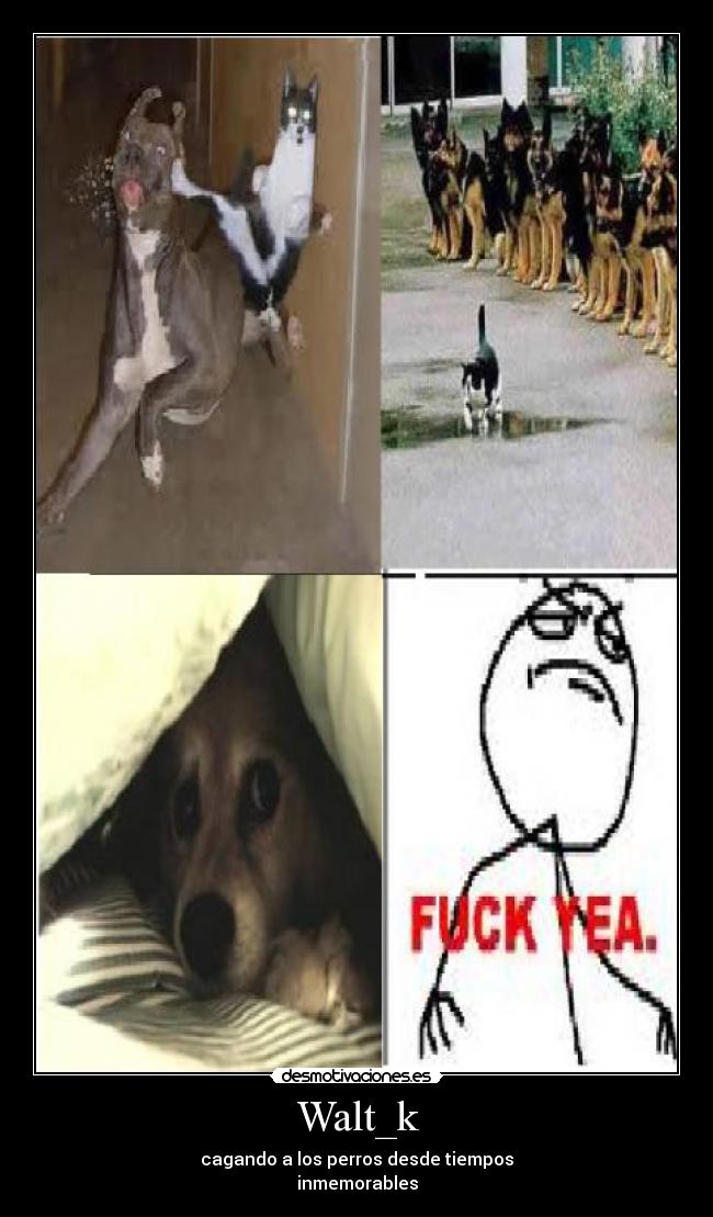 Walt_k - cagando a los perros desde tiempos
inmemorables