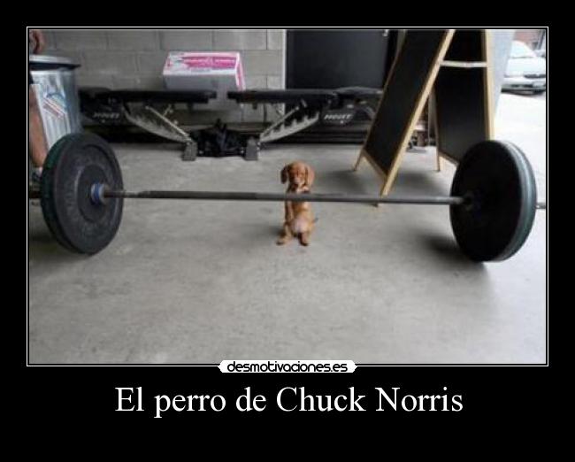 El perro de Chuck Norris - 