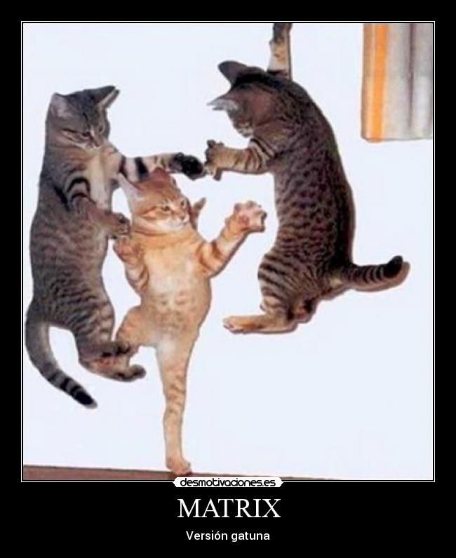 carteles matrix gatos zirri desmotivaciones