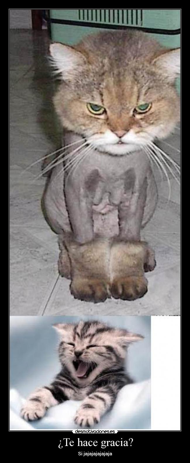 ¿Te hace gracia? - Si jajajajajajaja