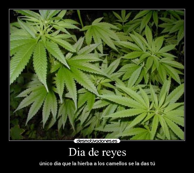 Dia de reyes -