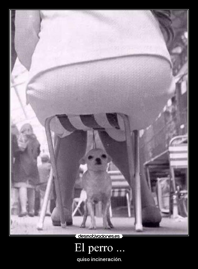 El perro ... - 