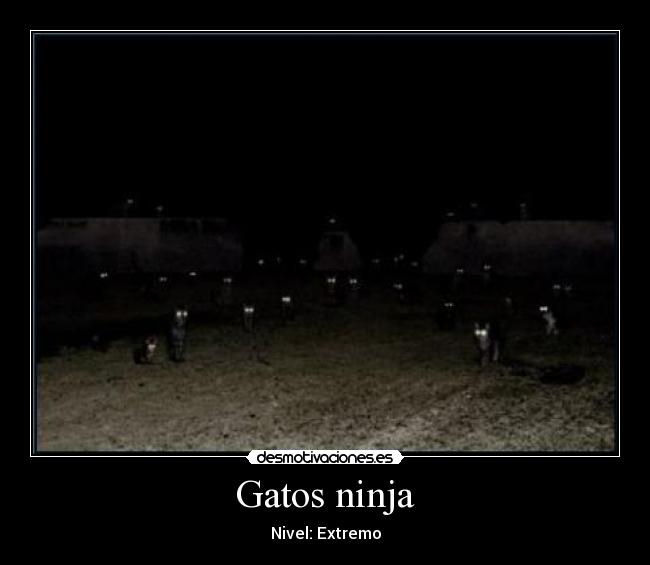 carteles gatos ninja desmotivaciones