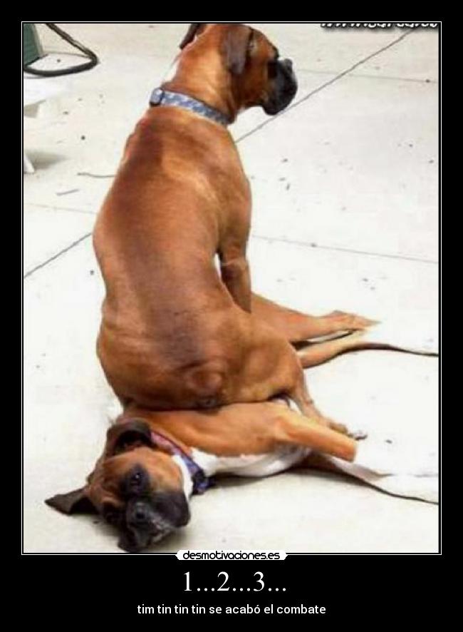 carteles perros peleando desmotivaciones