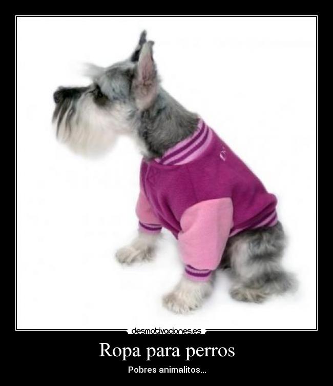 Ropa para perros -