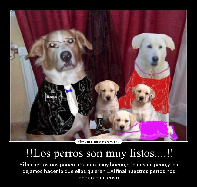 !!Los perros son muy listos....!! -