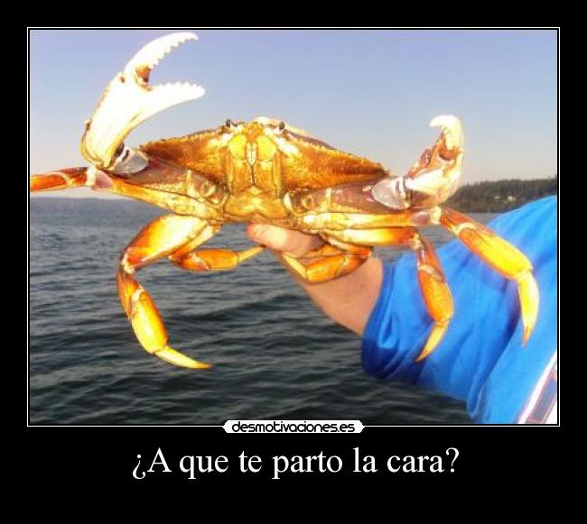 ¿A que te parto la cara? -