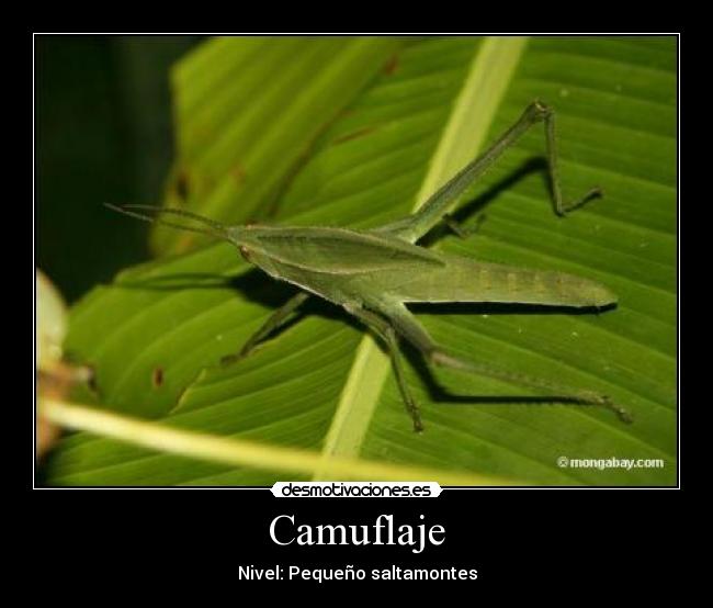 Camuflaje - Nivel: Pequeño saltamontes