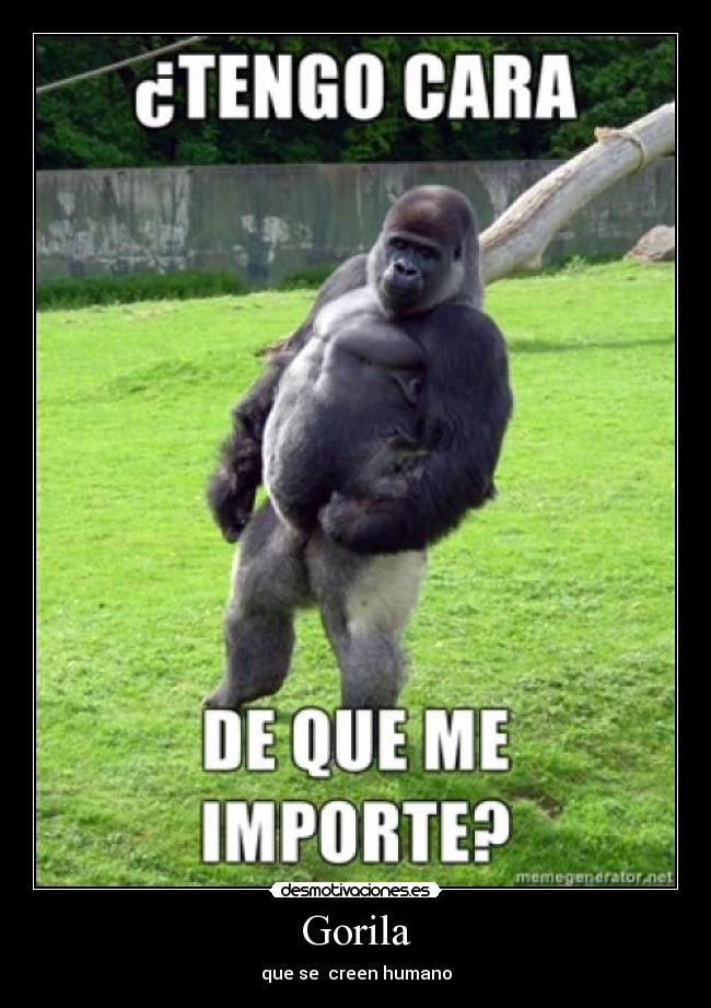 Gorila - 