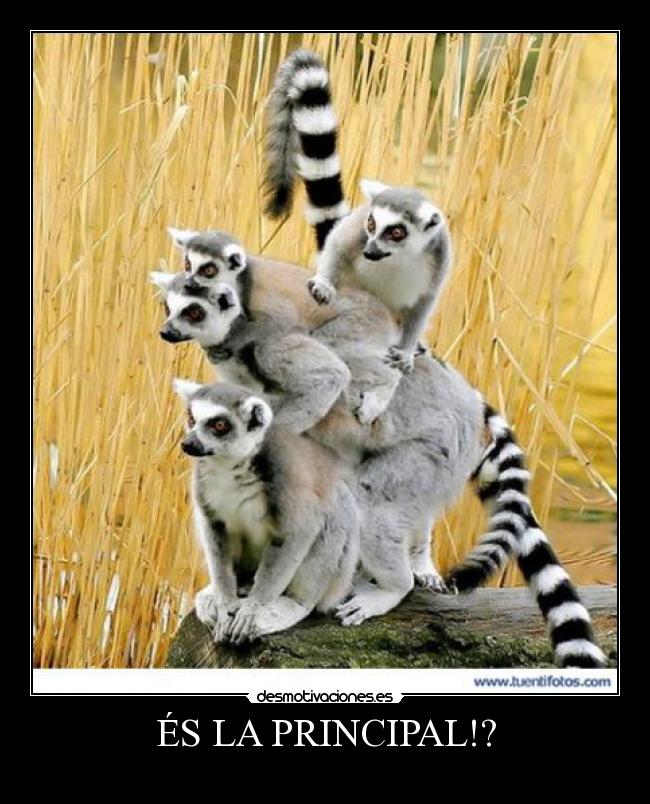 ÉS LA PRINCIPAL!? - 