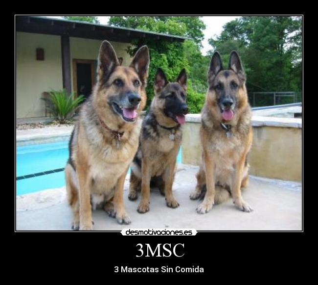 3MSC - 3 Mascotas Sin Comida