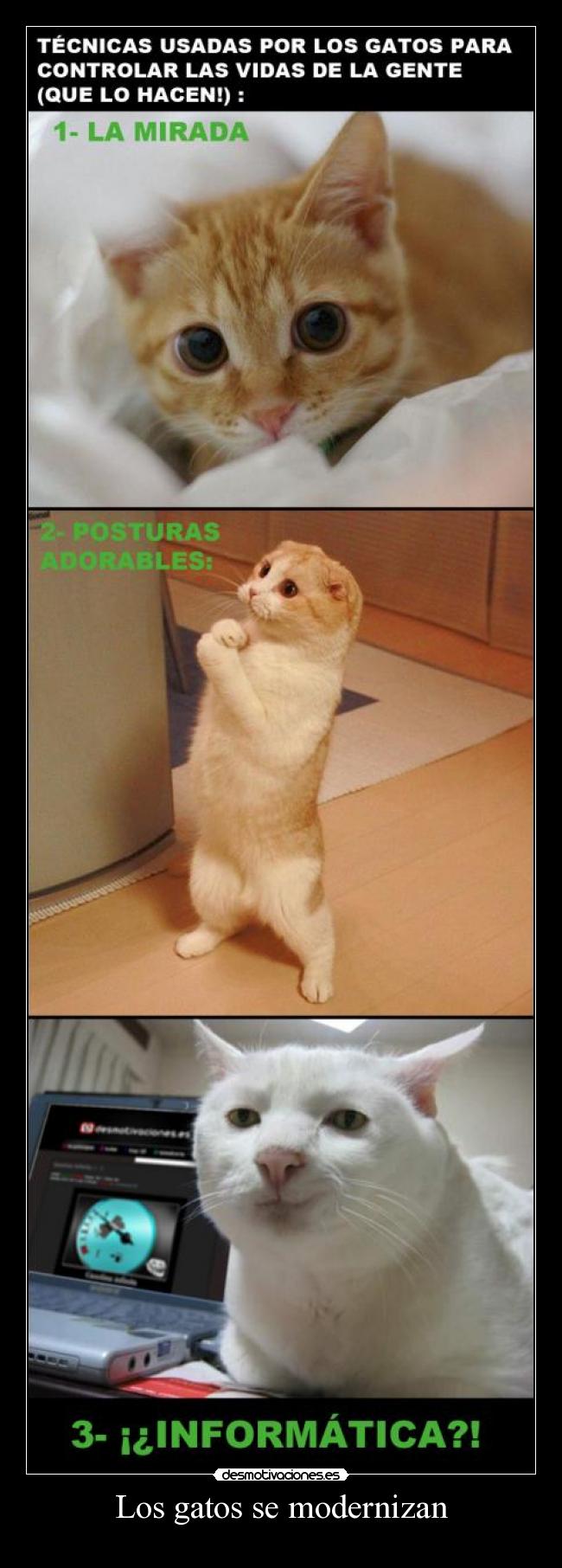 Los gatos se modernizan - 