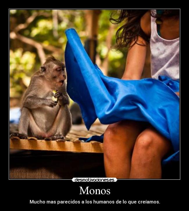 Monos - Mucho mas parecidos a los humanos de lo que creíamos.